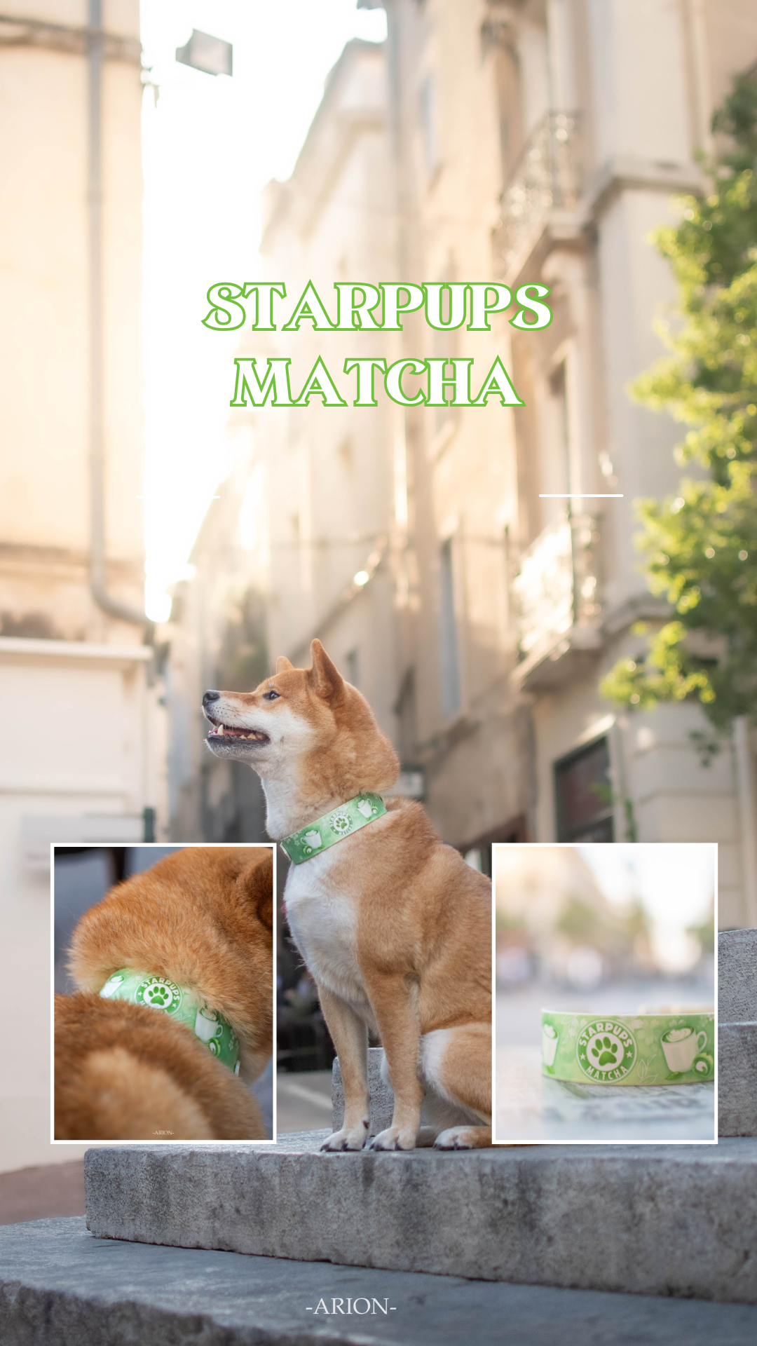 Starpups Matcha