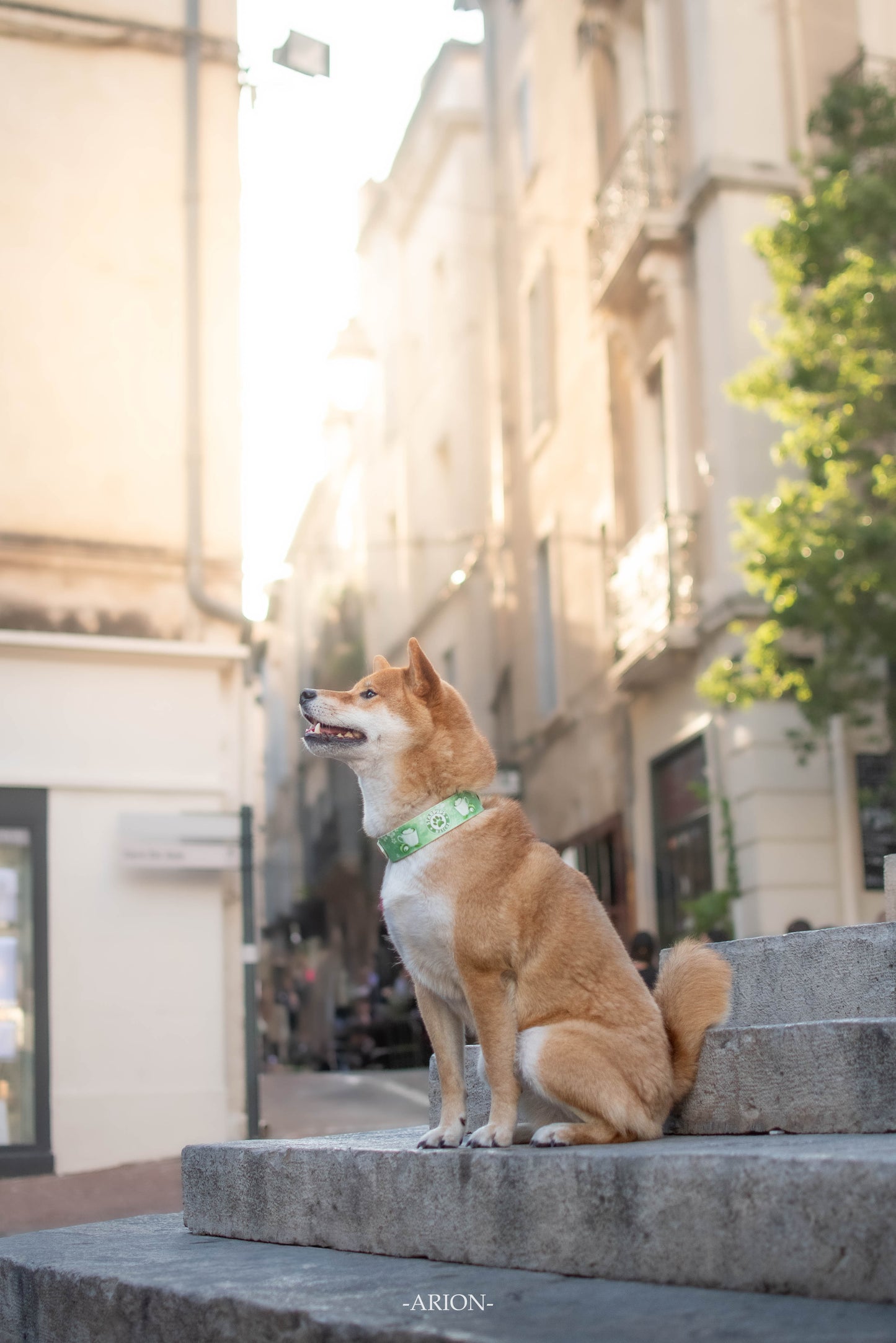 Starpups Matcha