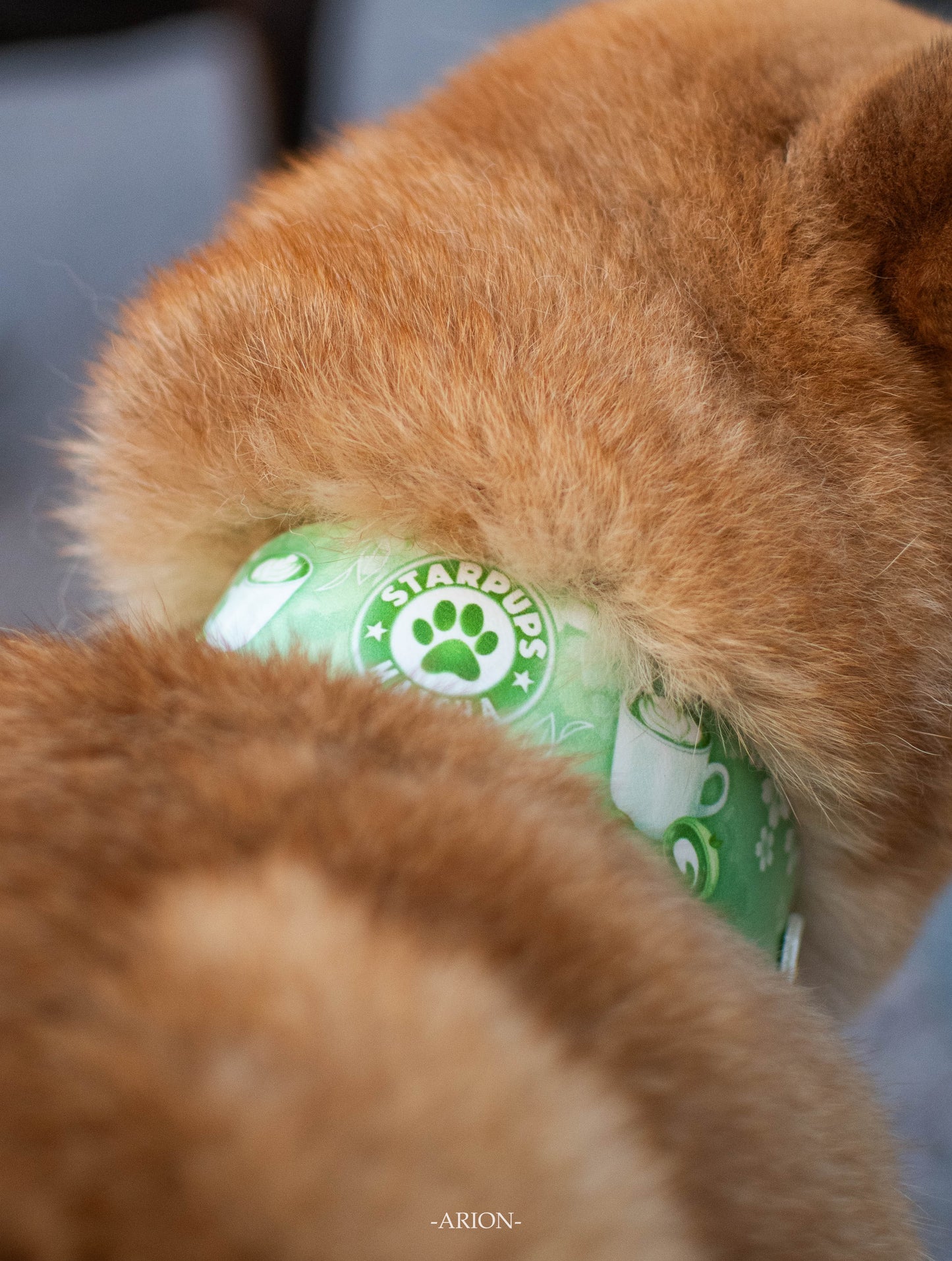 Starpups Matcha