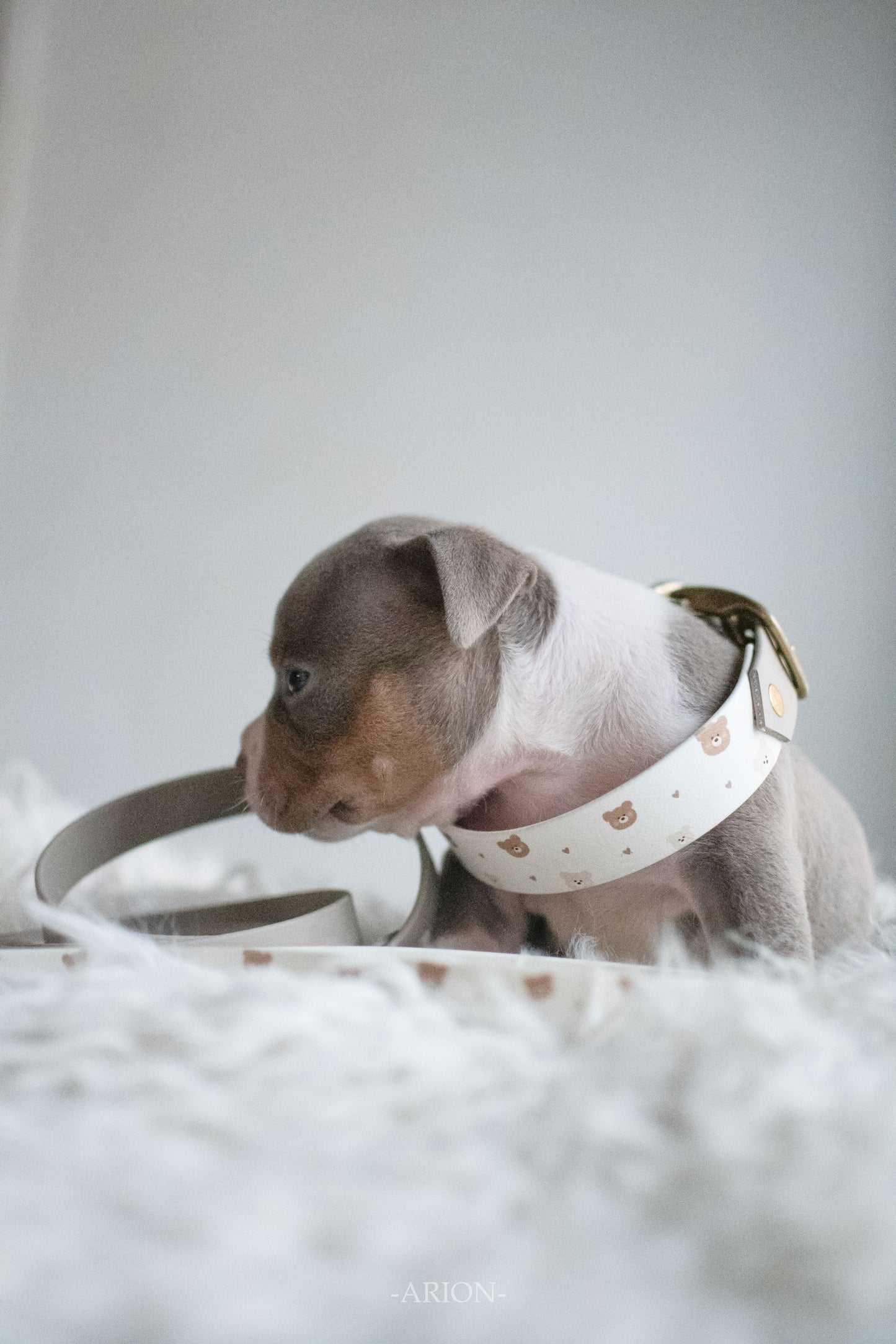 🐾 Ma toute première box - motif 🧸