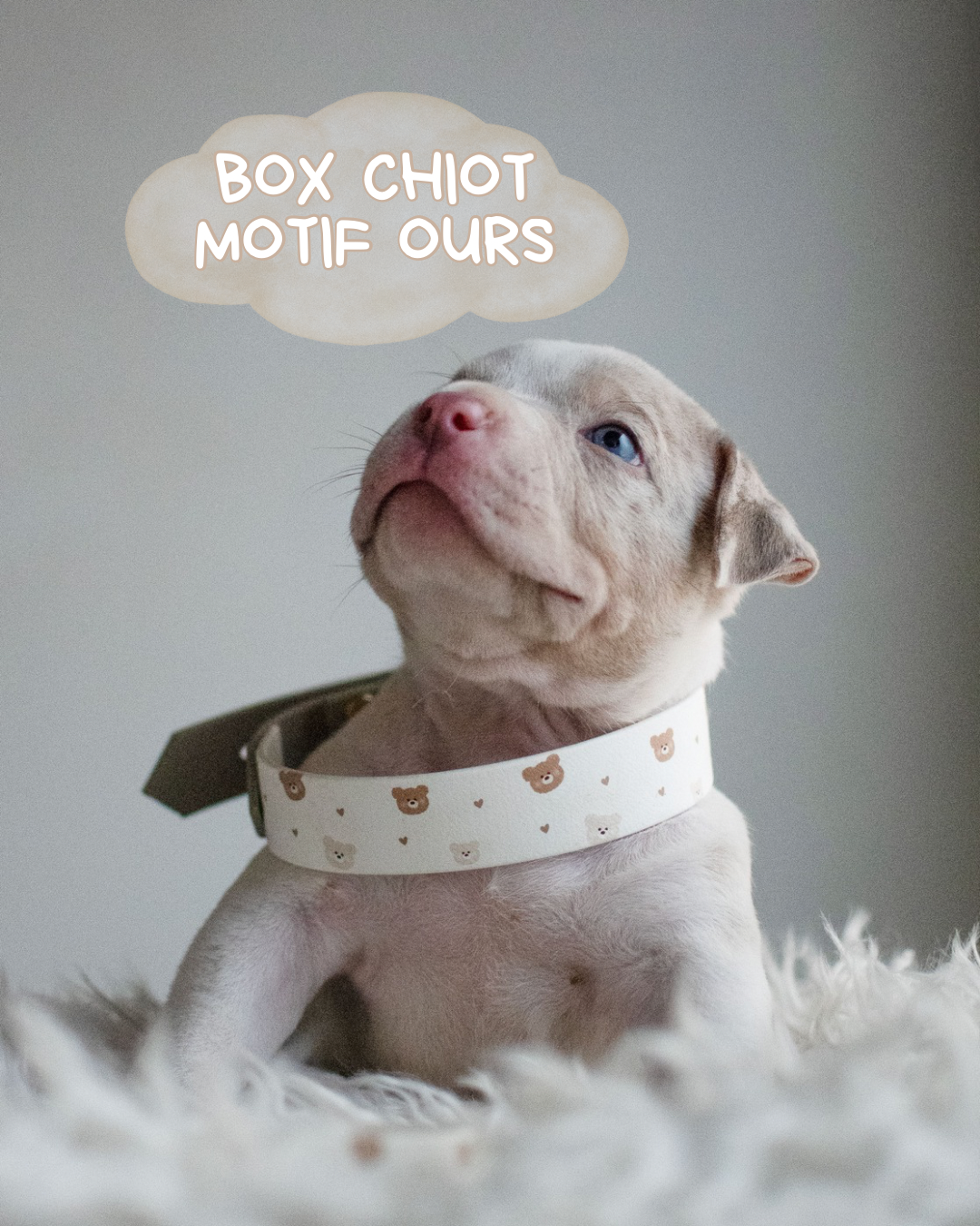 🐾 Ma toute première box - motif 🧸