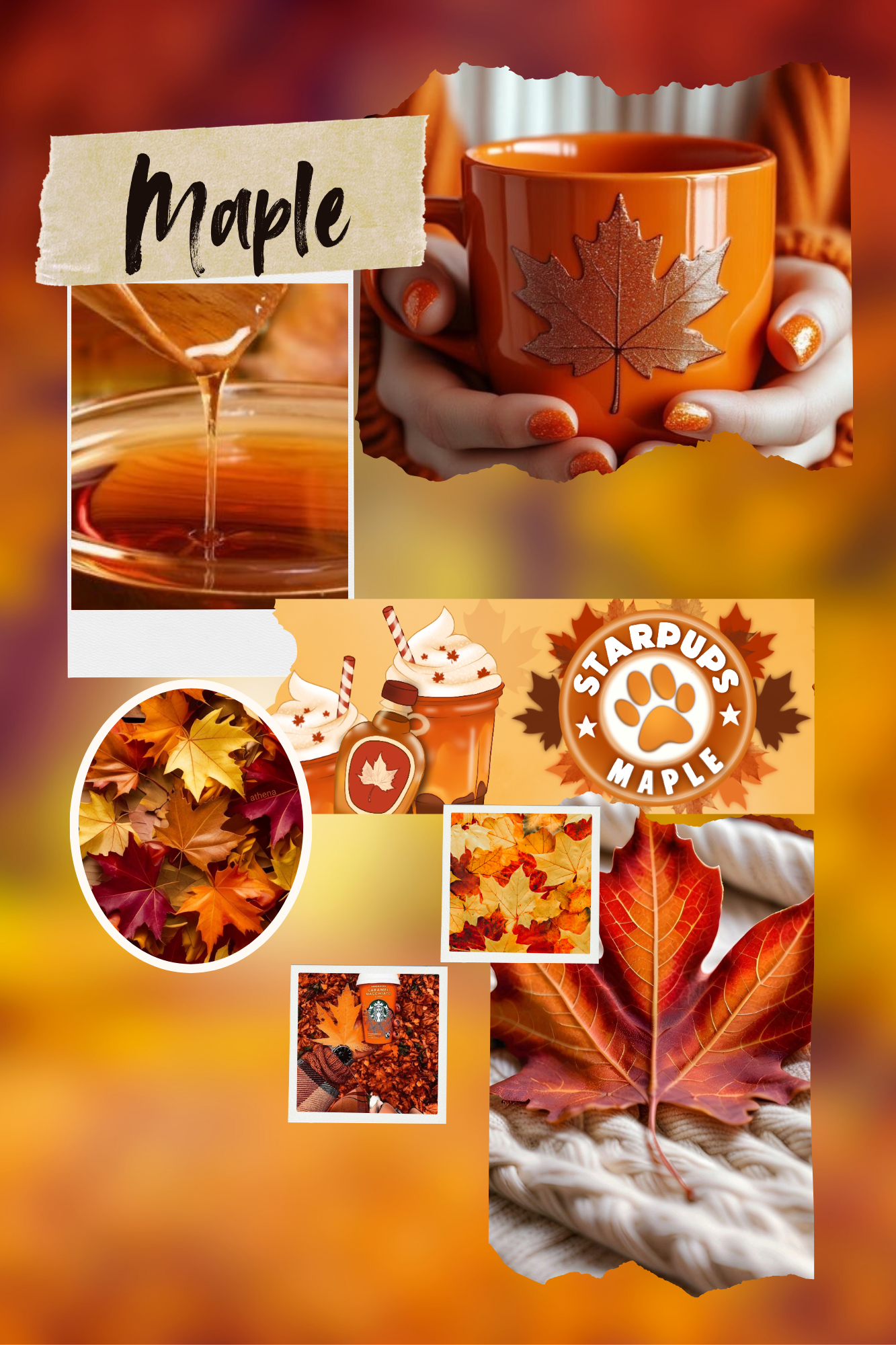 Starpups Maple