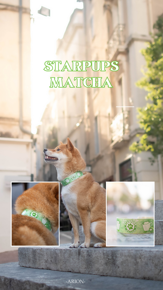 Starpups Matcha