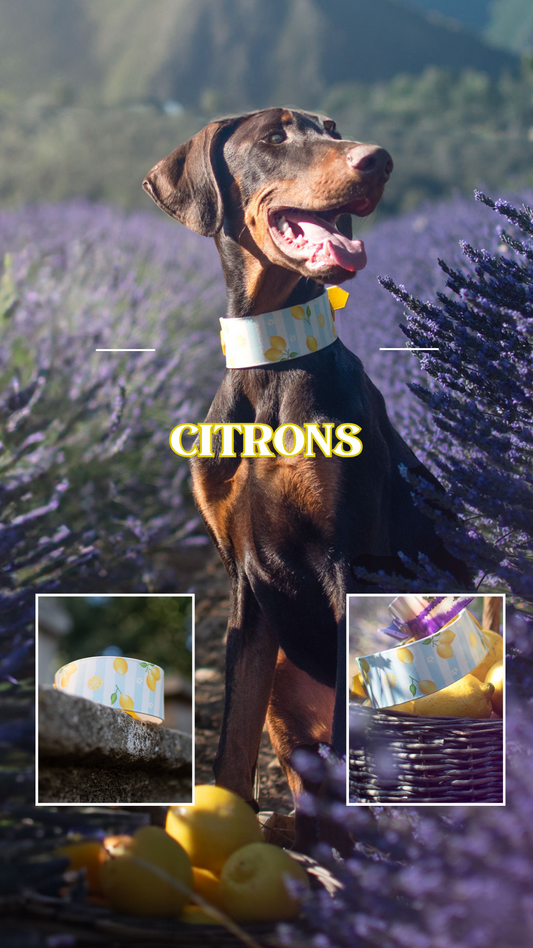 Citrons