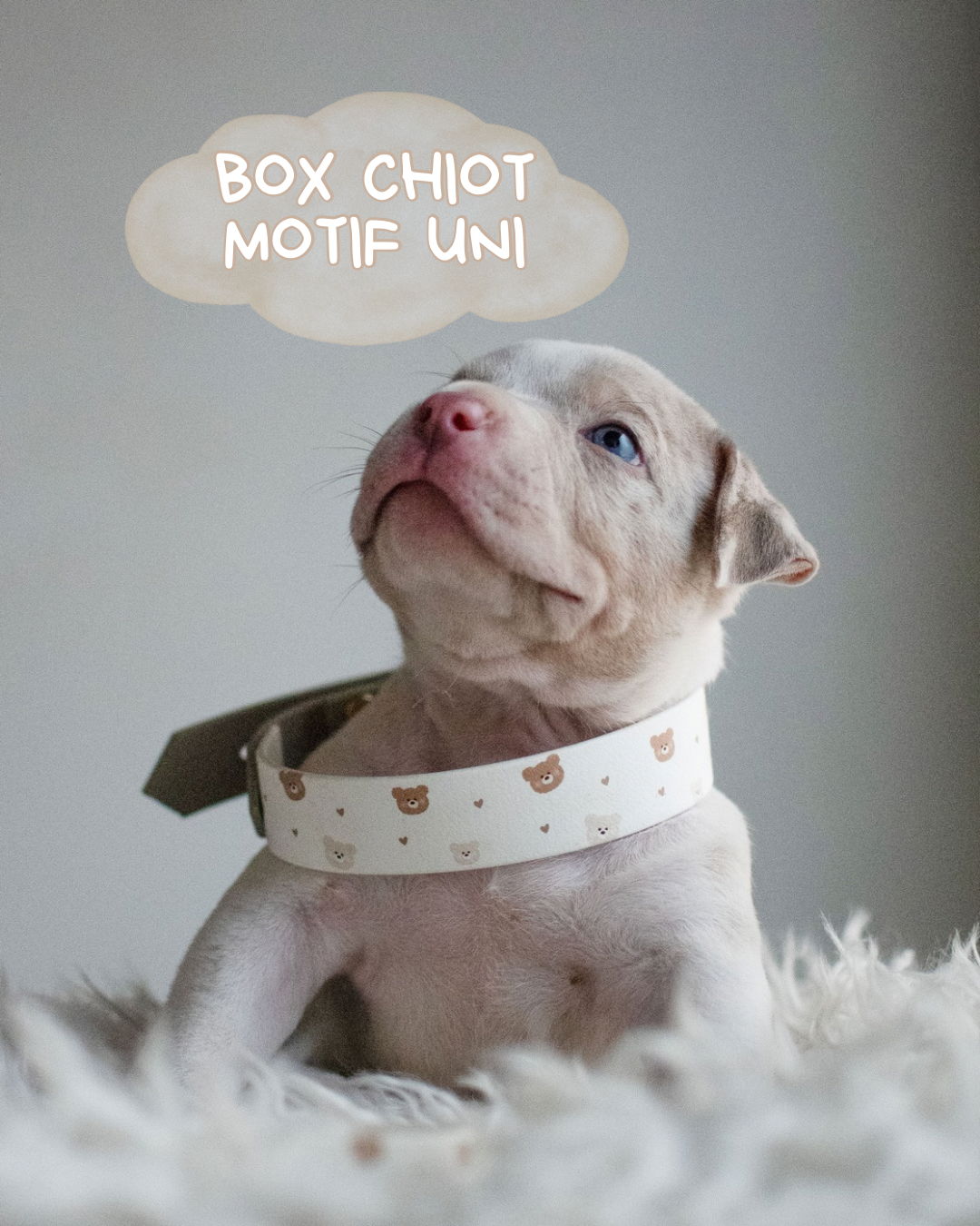 🐾 Ma toute première box - Uni