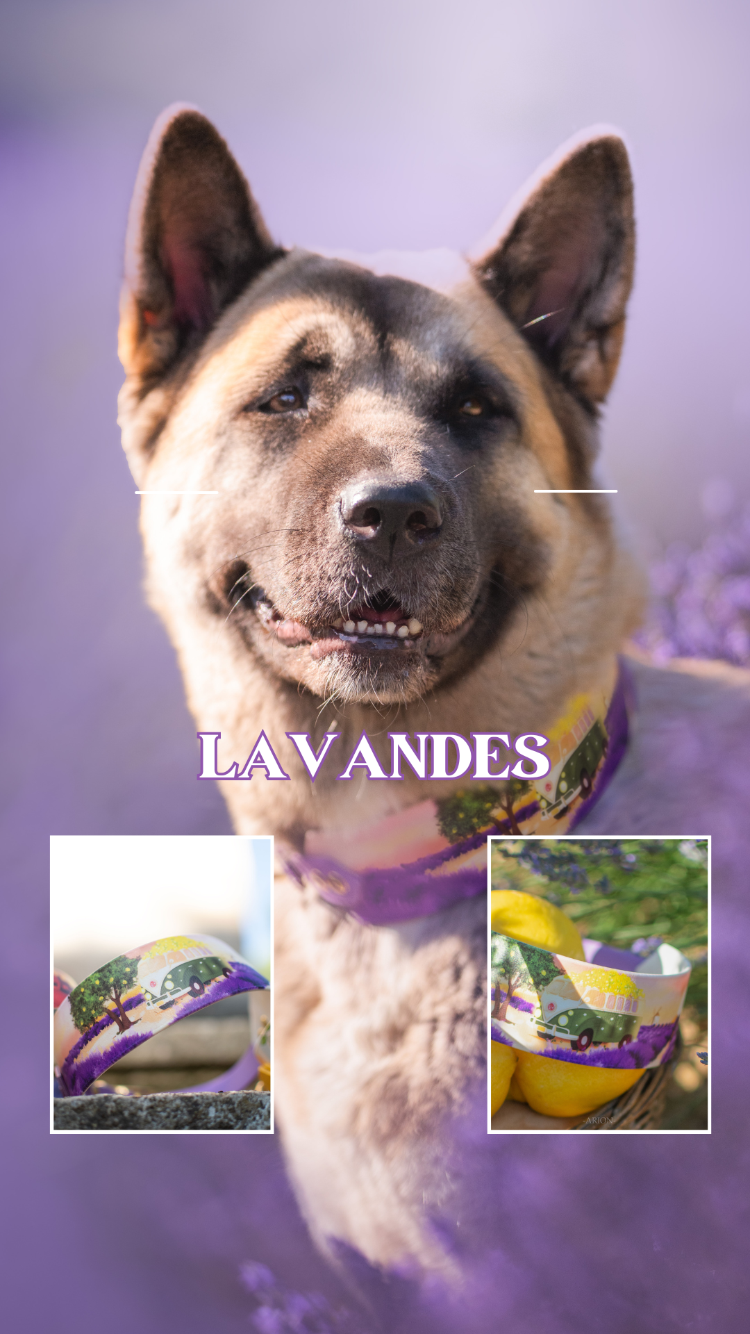 Lavandes