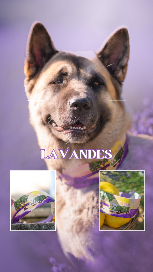 Lavandes