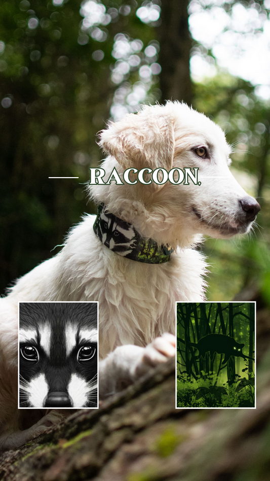 Raccoon